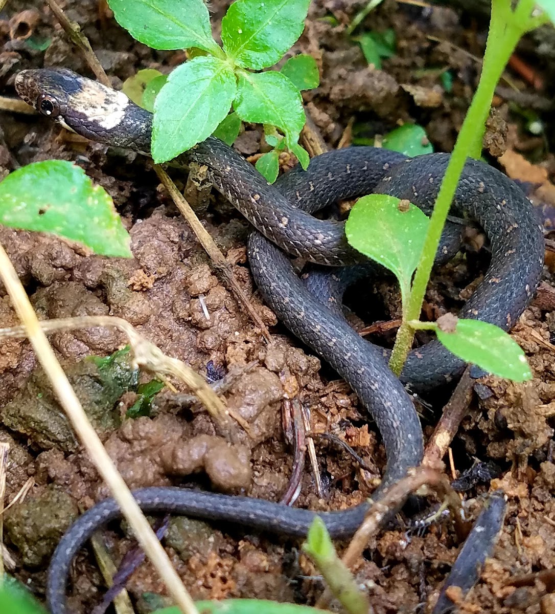 Nilgiri/Beddome's Keelback snake