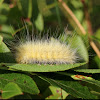 Virginian Tiger Moth Caterpillar