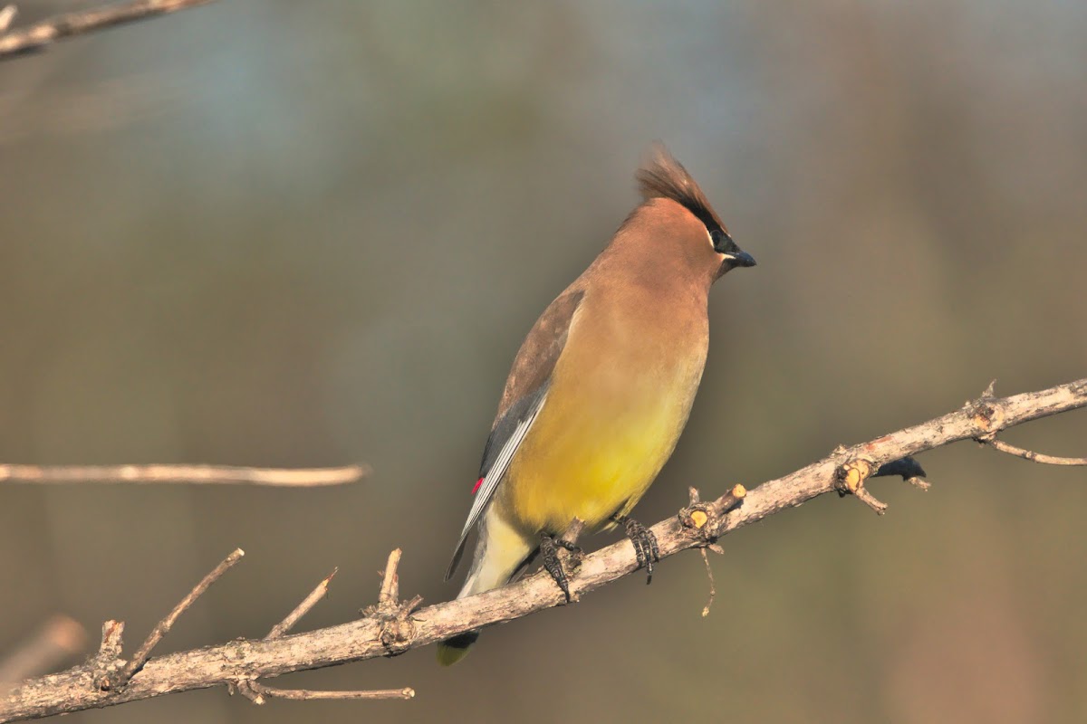 Cedar Waxwing