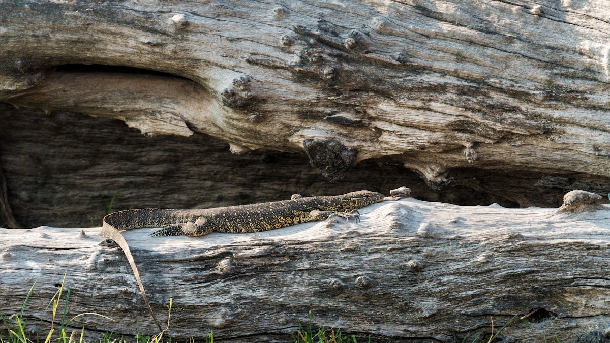 Nile monitor