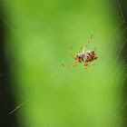 Trashline Orbweaver