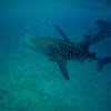 Whale Shark