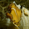 Polyclad Flatworm