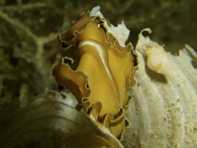 Polyclad Flatworm