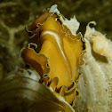 Polyclad Flatworm