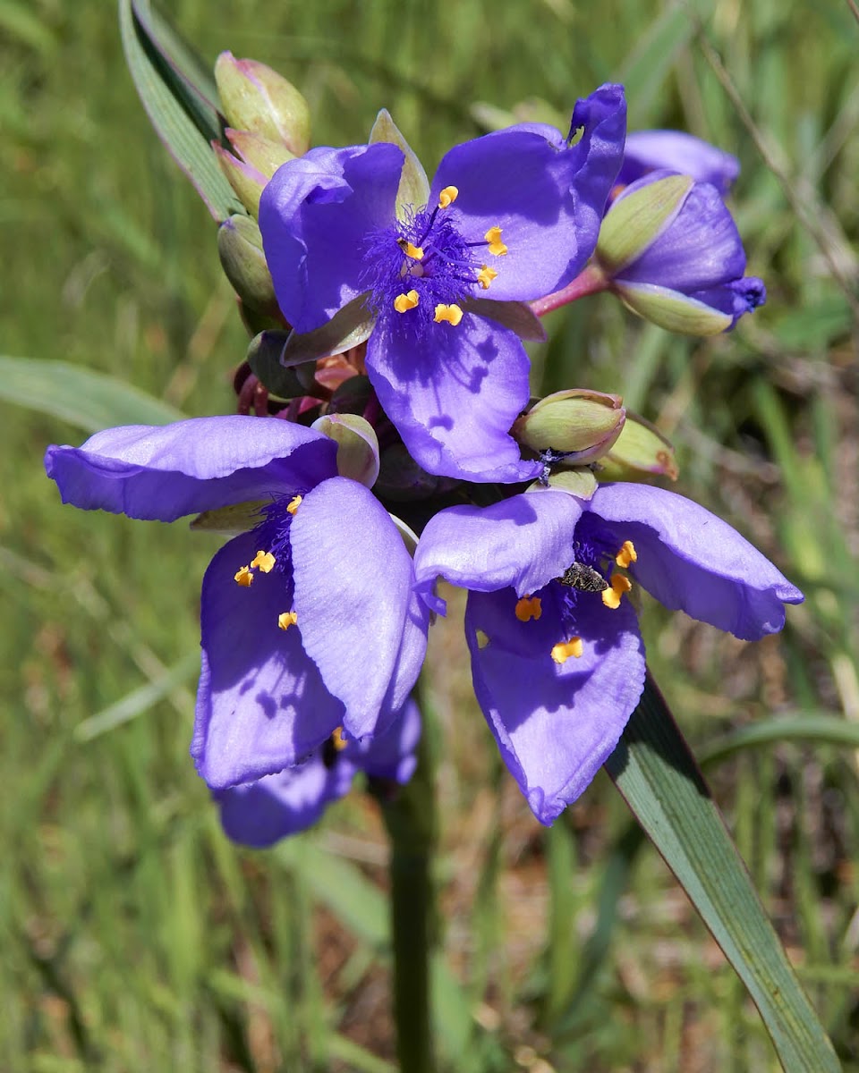 Spiderwort