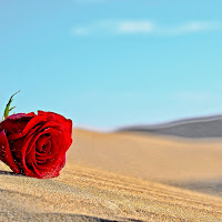 Like a rose in the desert di 