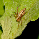 Lynx Spider