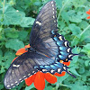 Black Swallowtail