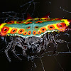 Rainbow Spiny Orb-weaver