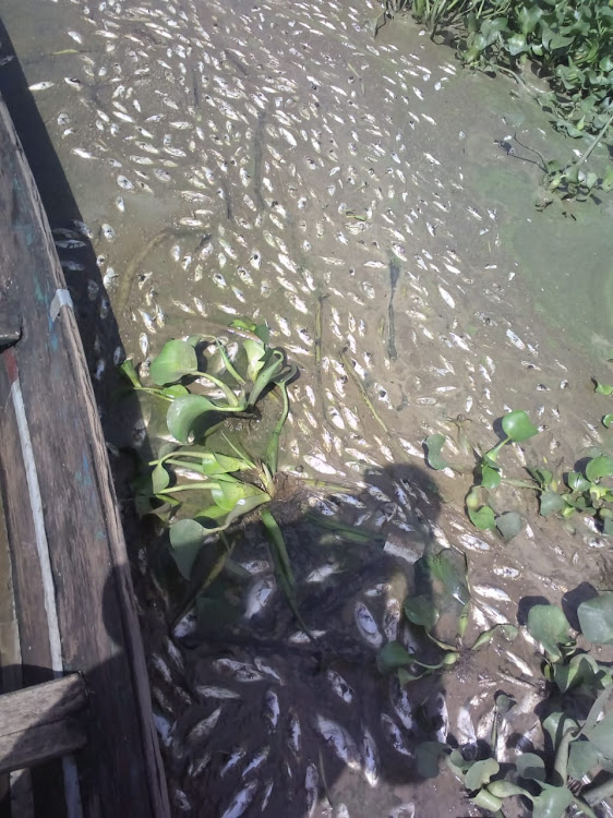 Dead fish in Lake Victoria.