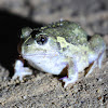 Sudell's Burrowing Frog