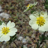 Sulphur cinquefoil