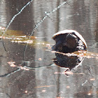 Common Snapping Turtle