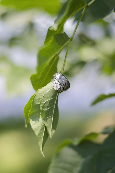 Fotógrafo de bodas Megan King (meganking). Foto del 8 de mayo 2019