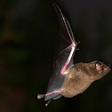 Nectar Bat