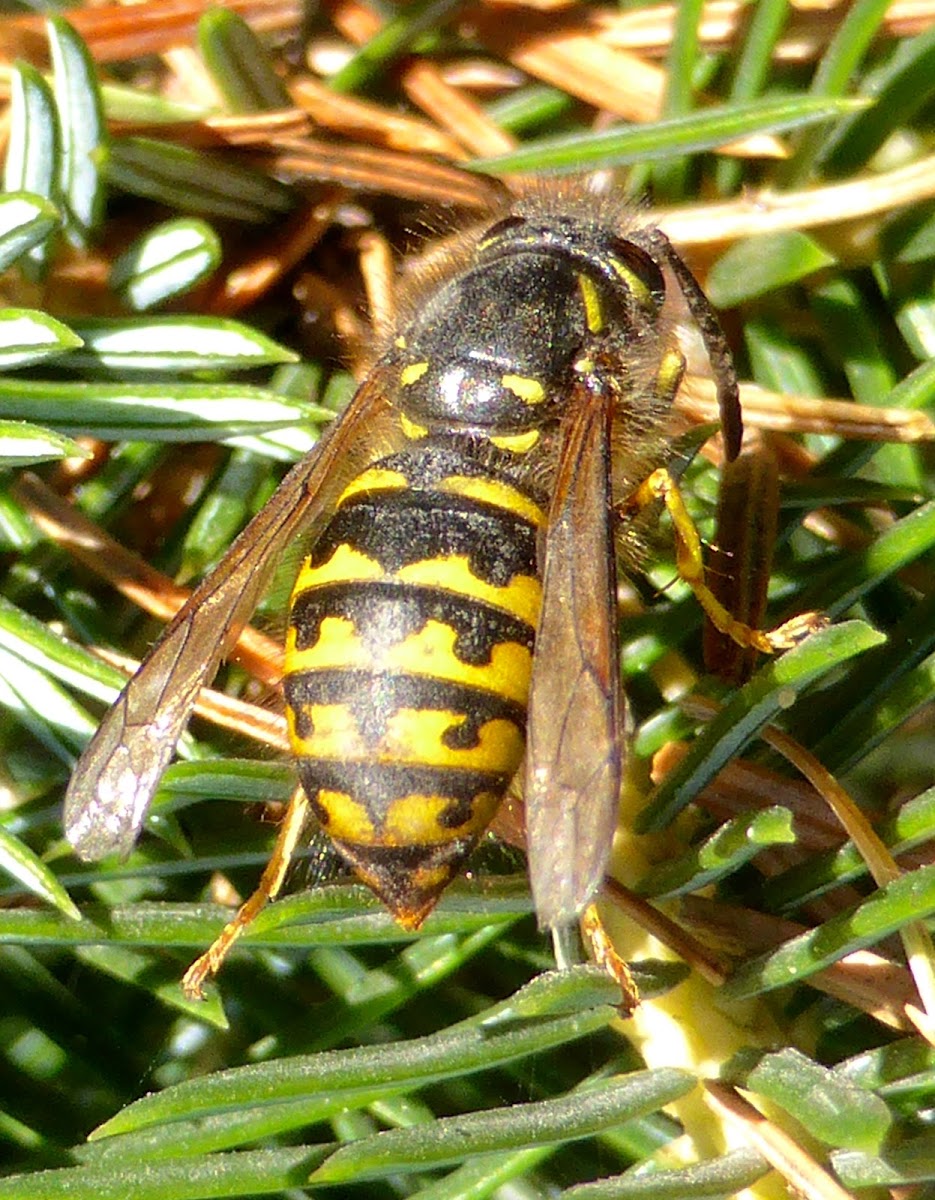 Common Aerial Yellowjacket