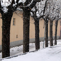 alberi e neve di 