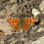 Comma butterfly