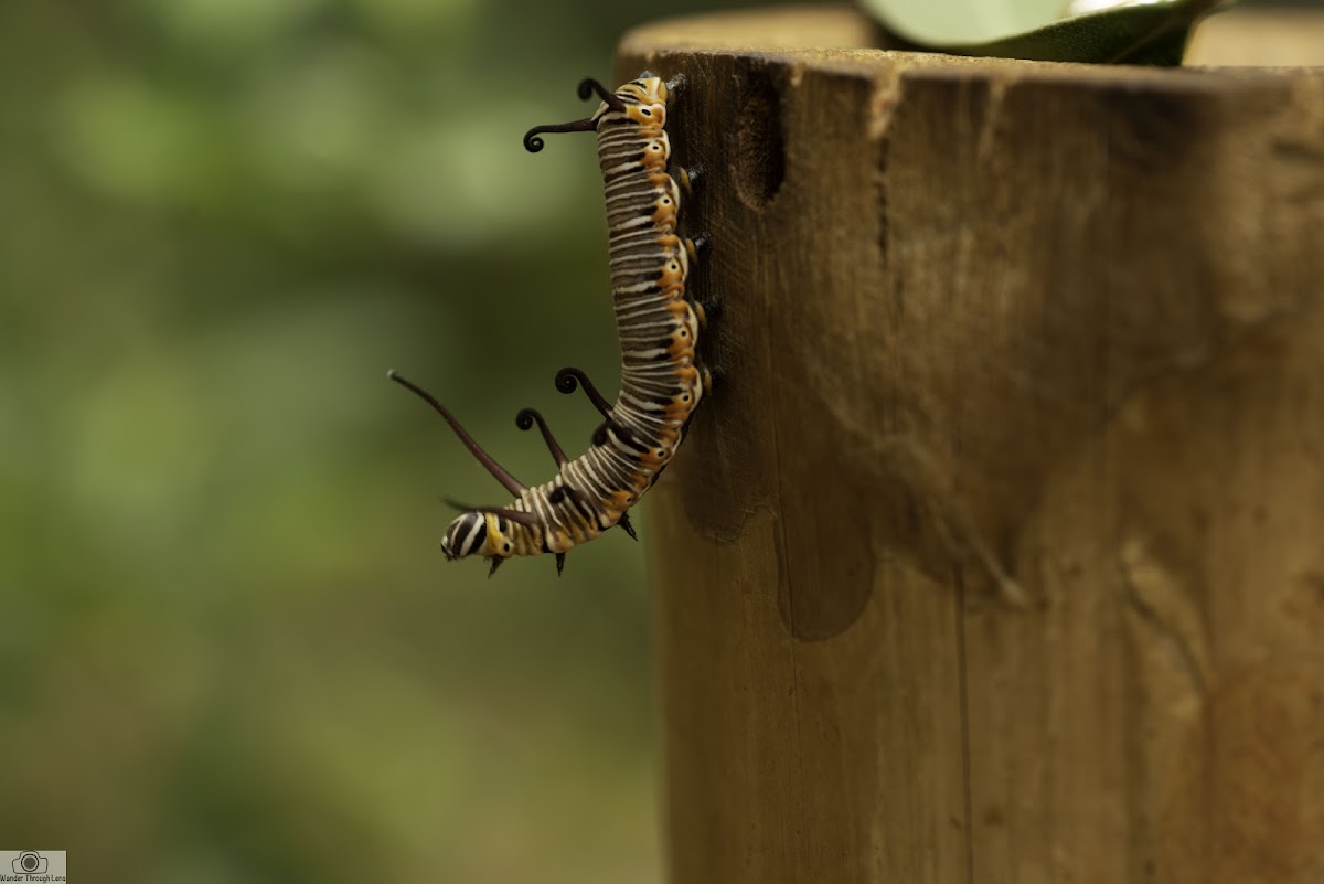 Caterpillar