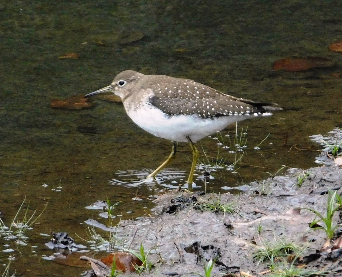 Solitary Sandpiper