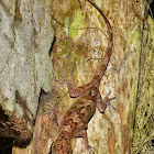 Borneo Cave Gecko