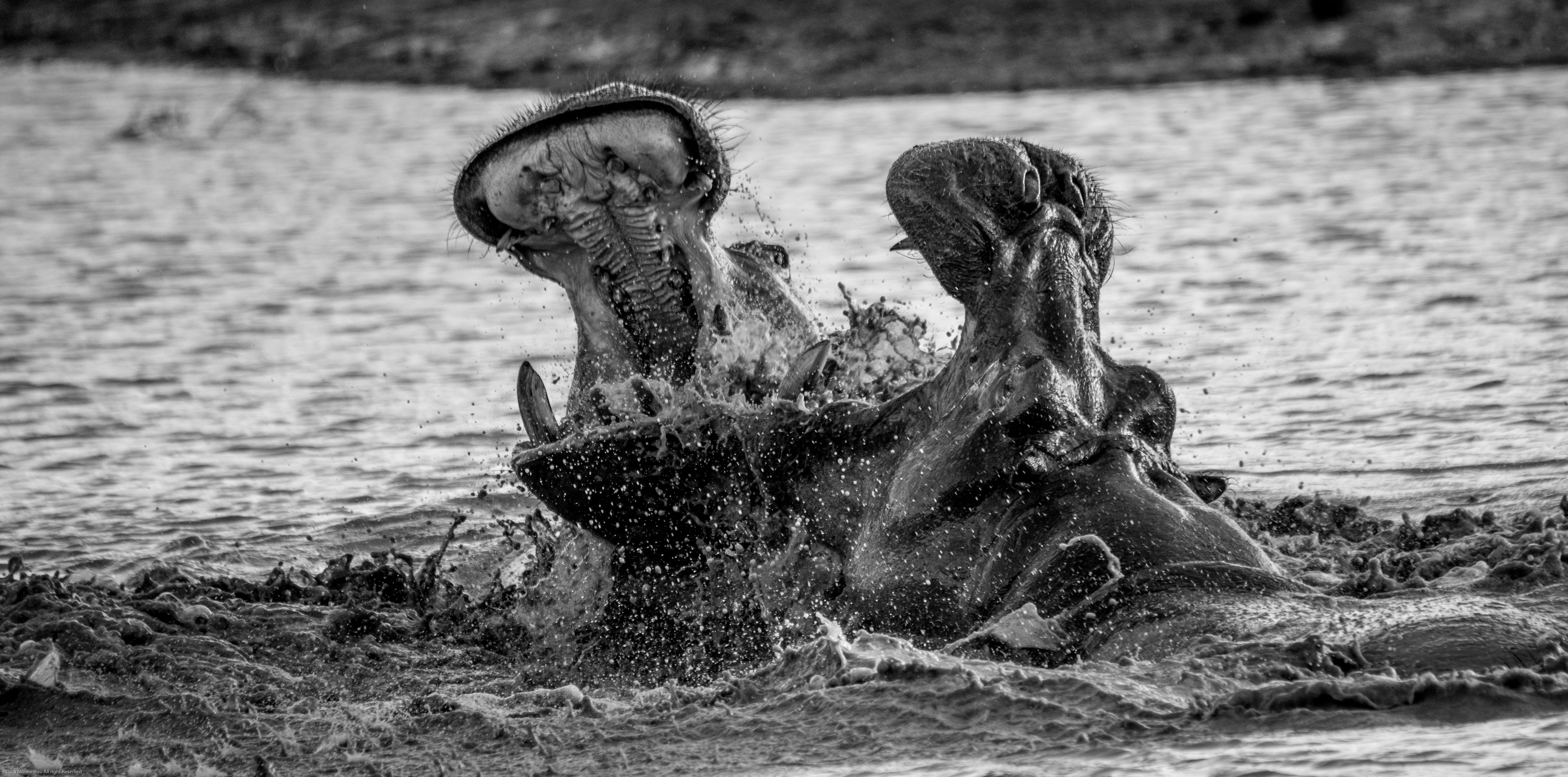 Hippos fighting di LucaMonnereau