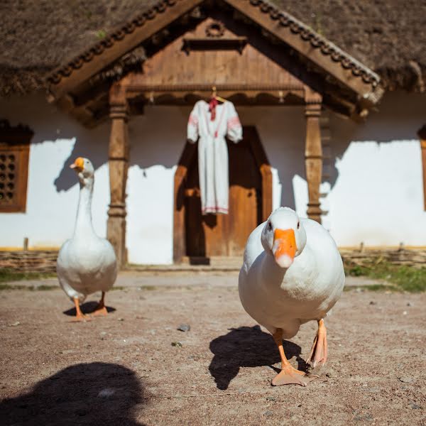 Fotógrafo de bodas Dasha Salina (escorzo). Foto del 20 de octubre 2017