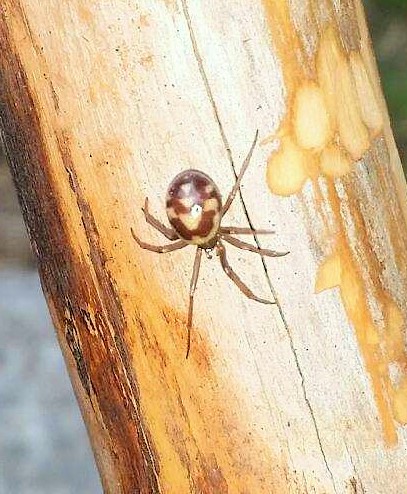 False Black Widow (female)