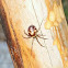 False Black Widow (female)