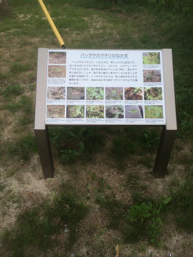 ふるさと尺の内公園 バッタやカマキリのなかま