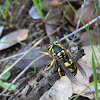 European paper wasp