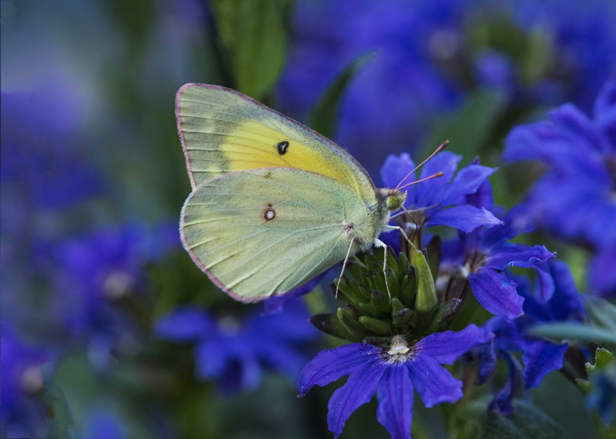 Orange Sulfur Butterfly