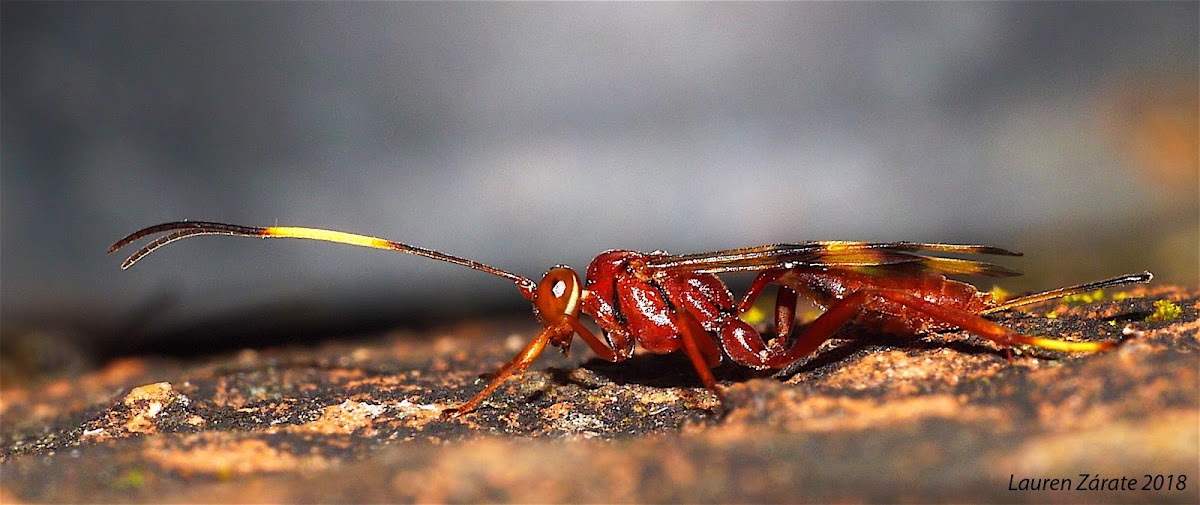 Ichneumonid Wasp