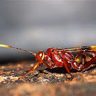 Ichneumonid Wasp