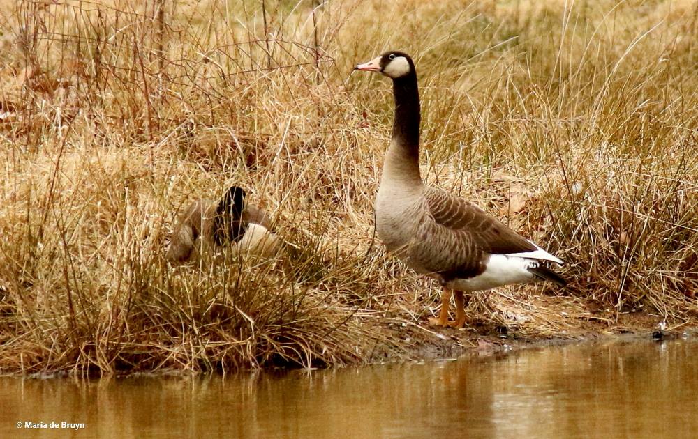 Canada goose hybrid