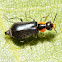 Soft Winged Flower Beetle