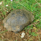 Greek Tortoise