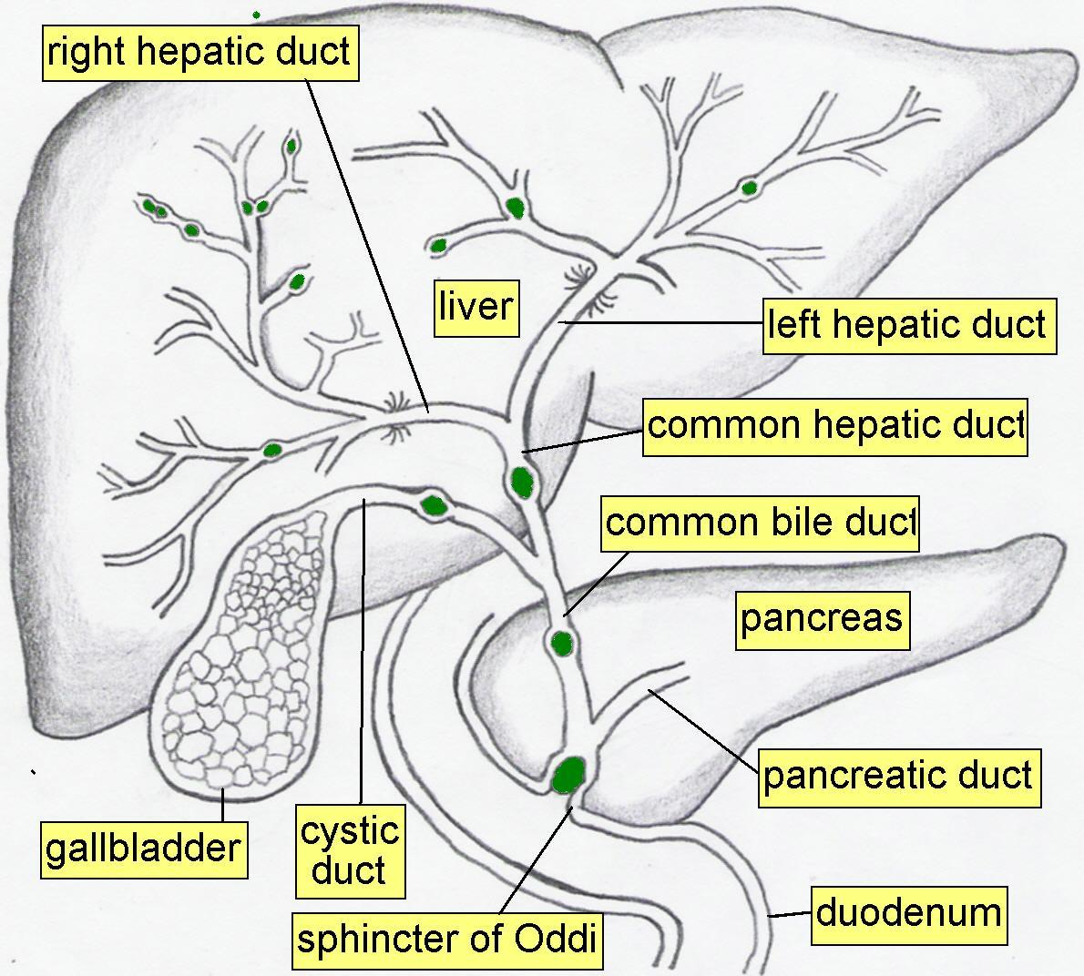 Hepatic Bile Duct