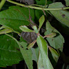 Leaf Insect