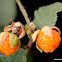 golden Himalayan raspberry,ऐंसेलु)