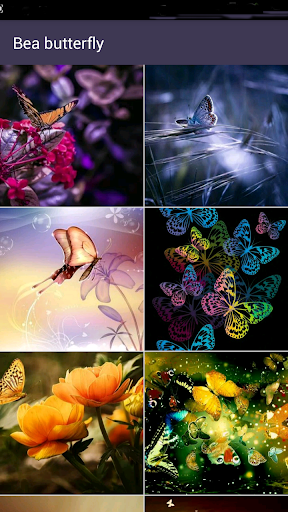 Butterfly wallpapers HD