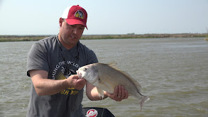 Chitek Lake Walleye thumbnail