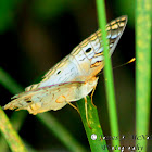 White Peacock Butterfly