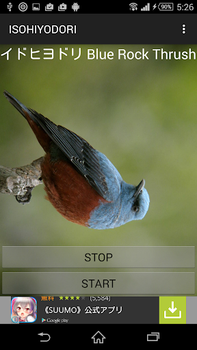 Blue Rock Thrush cries