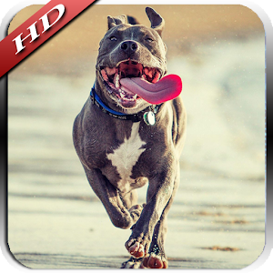 Pitbull HD Wallpaper.apk 2.5