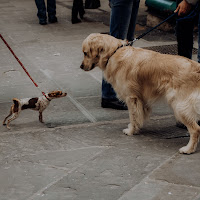 Davide & Golia di 