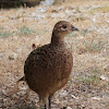 Common pheasant ♀