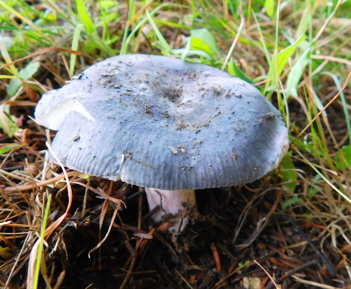 Purple-bloom Russula