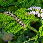 Heliotrope moth caterpillar